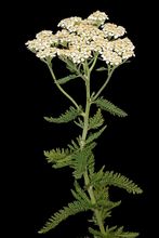 Yarrow thumbnail