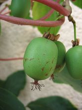 Hardy Kiwi (male pollinizer) thumbnail