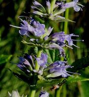 Anise Hyssop thumbnail