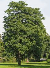 Tree of Heaven thumbnail