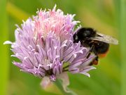 Chives thumbnail