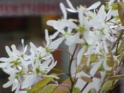 Apple Serviceberry thumbnail