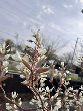 Serviceberry (multi-stem form) thumbnail