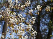 Autumn Brilliance Serviceberry thumbnail