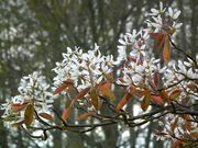 Serviceberry 'Morning Cloud' thumbnail