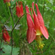 Wild Columbine thumbnail