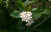 Aronia 'Nero' (black chokeberry) thumbnail