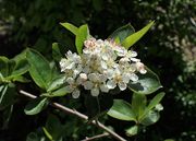 Aronia 'Viking' thumbnail