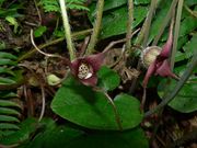 Canadian Wild Ginger thumbnail