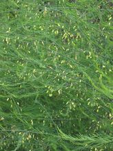 Asparagus thumbnail