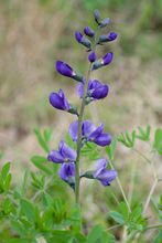 Blue False Indigo thumbnail