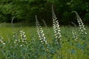 Creamy False Indigo (leadplant) thumbnail