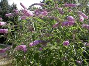 Butterfly Bush thumbnail