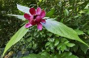 Carolina Allspice (Sweetshrub) thumbnail