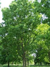 Pecan thumbnail