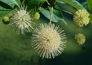 Buttonbush thumbnail