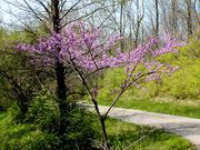 Eastern Redbud thumbnail