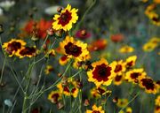 Coreopsis (Tickseed) thumbnail