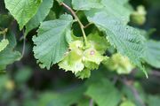American Hazelnut (multi-stem shrub form) thumbnail