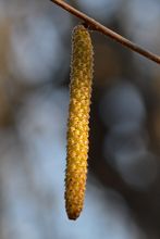 American Hazelnut thumbnail