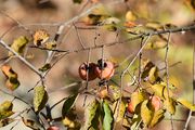 American Persimmon thumbnail