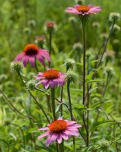 Purple Coneflower thumbnail