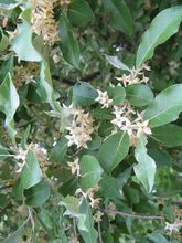 Autumn Olive / Goumi thumbnail