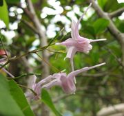 Barrenwort thumbnail