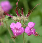 Hardy Geranium 'Rozanne' thumbnail