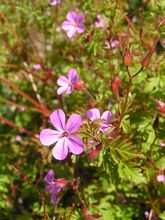 Herb Robert (Red Robin) thumbnail