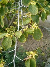 Witch Hazel thumbnail