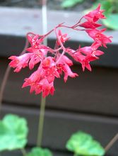 Coral Bells thumbnail