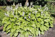 Plantain Lily thumbnail