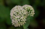 Stonecrop 'Matronae' (old-fashioned) thumbnail