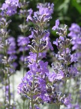 English Lavender 'Hidcote' thumbnail