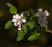 Apple (Honeycrisp type) thumbnail