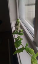 Spearmint thumbnail