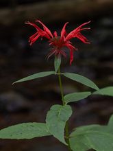 Bee Balm thumbnail