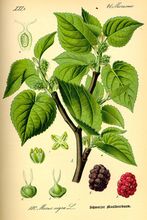 Black Mulberry thumbnail