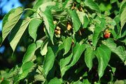 Red Mulberry thumbnail
