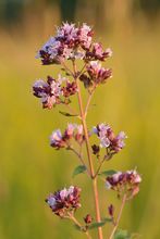 Oregano thumbnail