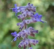 Russian Sage thumbnail