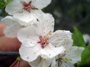 American Plum (Chickasaw Plum) thumbnail