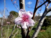 Peach thumbnail