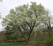 Callery Pear (Asian Pear) thumbnail