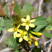 Golden Currant thumbnail