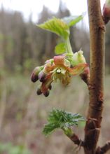 White Imperial Currant thumbnail