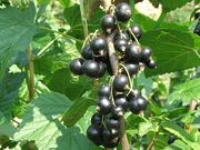 Black Currant 'Consort' thumbnail