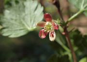 Gooseberry 'Amish Red' thumbnail