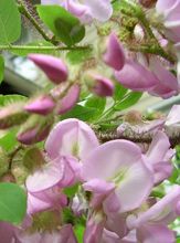 Cliffbrush Locust (Rose Acacia) thumbnail